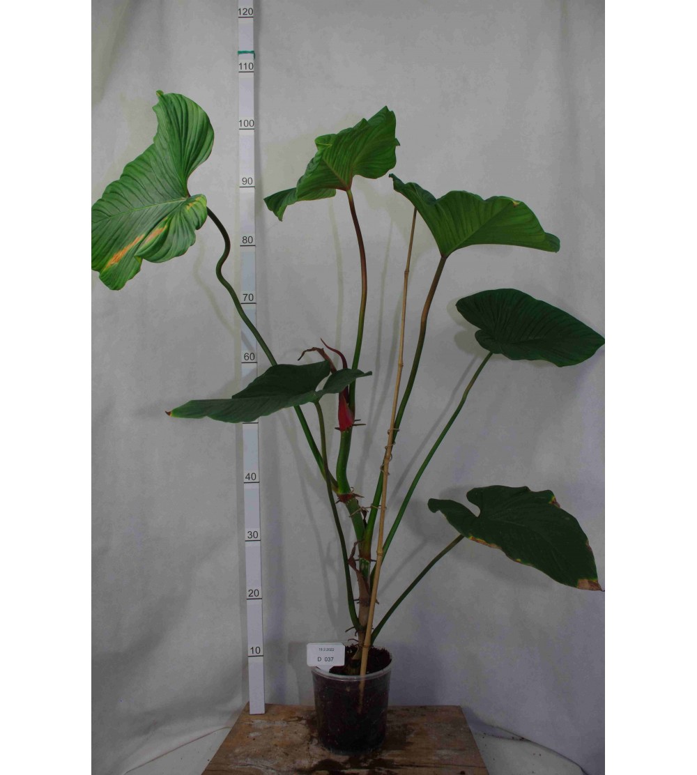 Philodendron verrucapetiolum D 37 