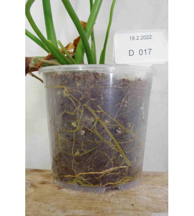 Philodendron gloriosum VERDE D 017 