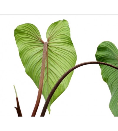 Philodendron mamei C 051 
