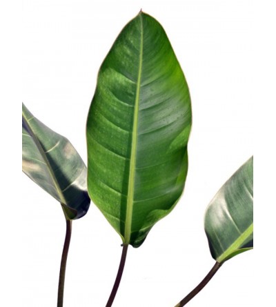 Philodendron pulchrum C 058 