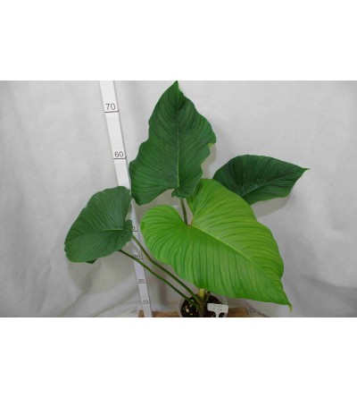 Philodendron verrucapetiolum C 114 
