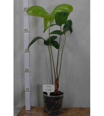 Anthurium pinkleyi C 097 