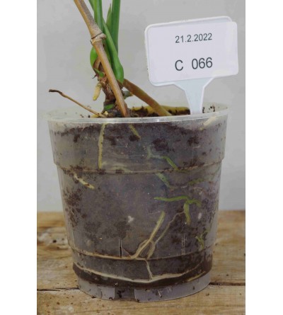 Anthurium angamarcanum C 066 