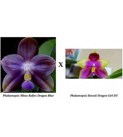 Phalaenopsis Mituo Reflex Dragon Blue x Hawaii Dragon Girl DT 