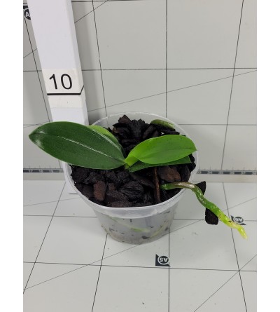 Phalaenopsis MAMBO (amboinensis var. flava x mannii black India) 