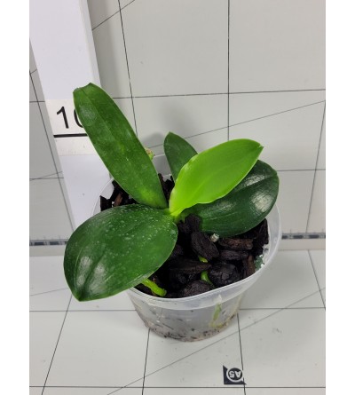 Phalaenopsis Tetrasambo (tetraspis x amboinensis) x bellina 
