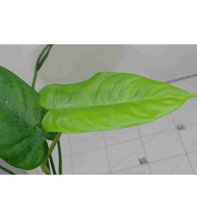 Philodendron sharoniae MOSQUERA 