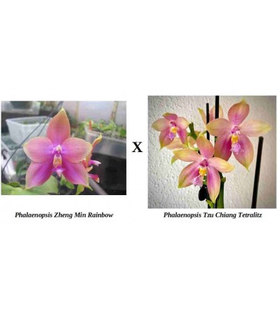 Phalaenopsis 's Bear Queen (Zheng Min Rainbow x Tzu Chiang Tetralitz) 