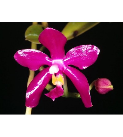 Phalaenopsis pulchra 