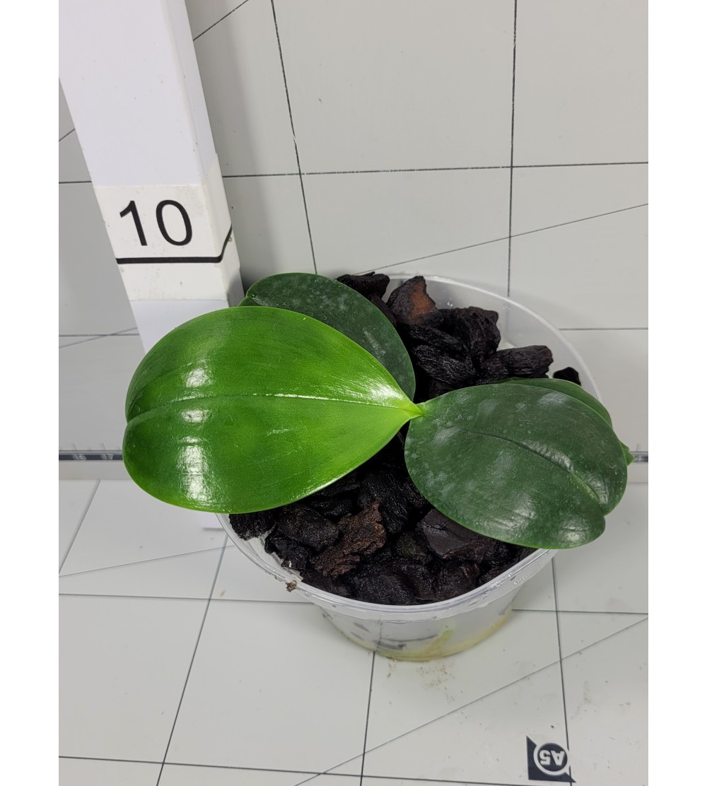 Phalaenopsis Yin's Green Jewel x (violacea x mariae) 