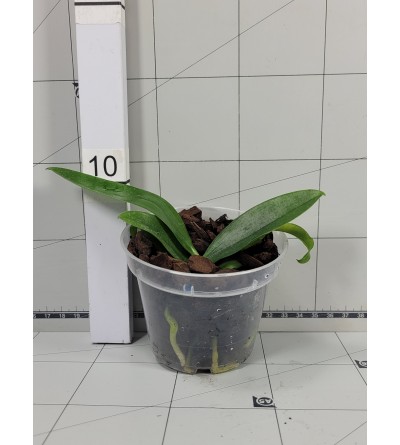 Phalaenopsis mannii var. flava 