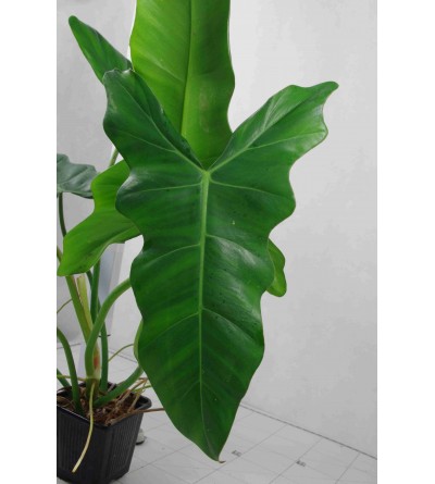 Philodendron GREEN DRAGON 
