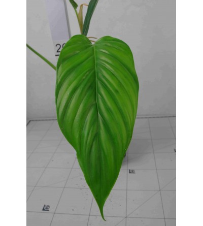 Philodendron ernestii 