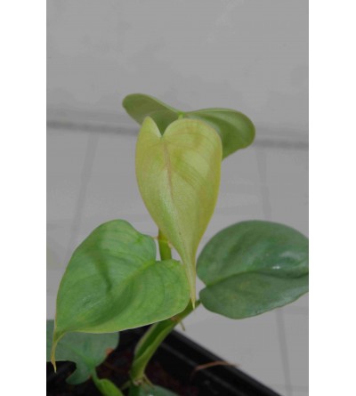 Philodendron sp. SILVER MINI 