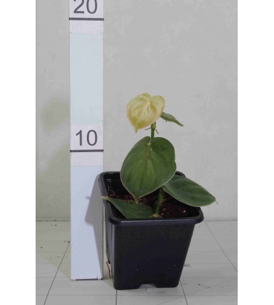 Philodendron sp. PURPLE MINI 