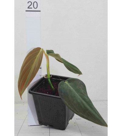 Philodendron gigas 