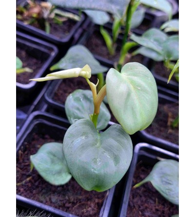 Philodendron sp. SILVER MINI 