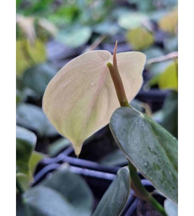 Philodendron sp. PURPLE MINI 