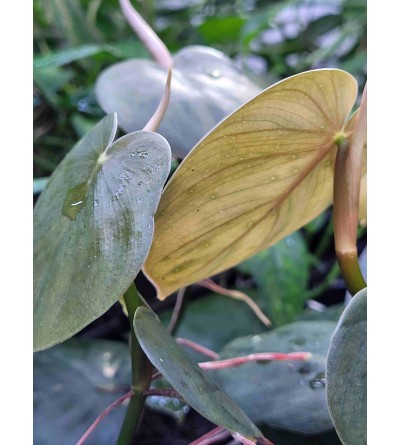 Philodendron werneri MINI 