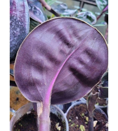Geogenanthus cilliatus 