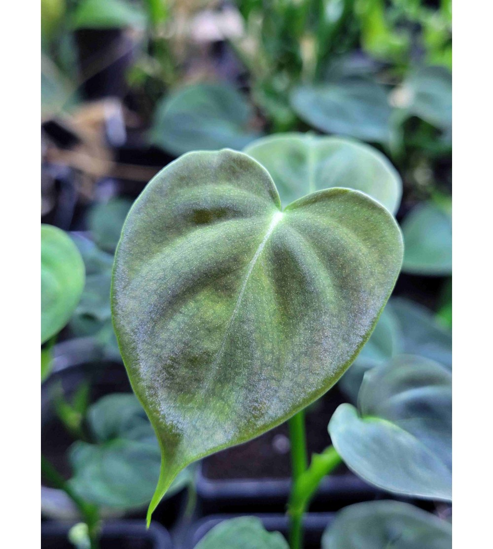Philodendron lupinum 