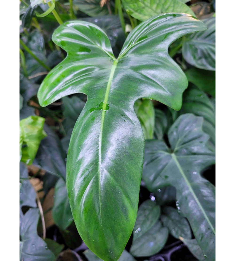Philodendron GREEN DRAGON 