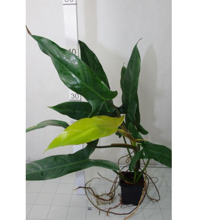 Philodendron mexicanum 