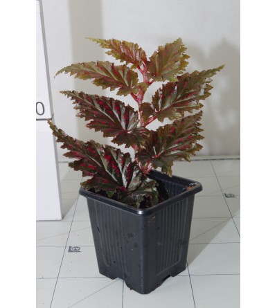Begonia serratipetala 