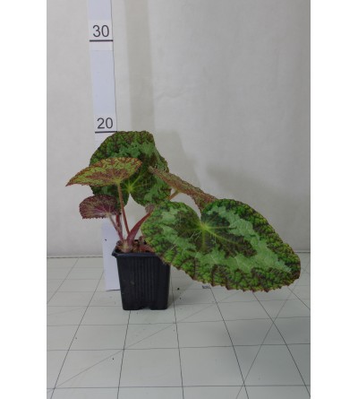 Begonia sizemoreae 