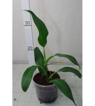 Philodendron longilaminatum aff 