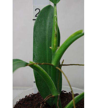 Philodendron longilaminatum aff 