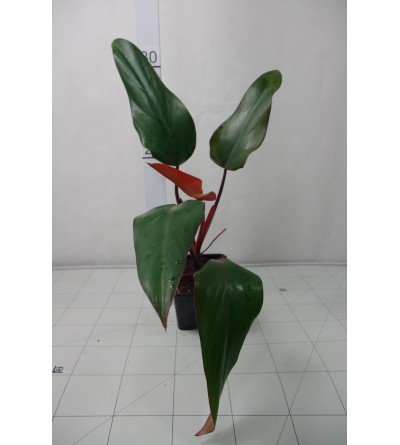 Philodendron erubescens PURPLE CONGO 
