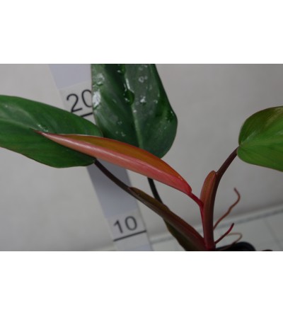 Philodendron erubescens RUBY RED 