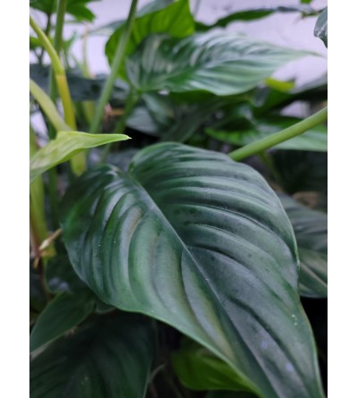 Philodendron ernestii 