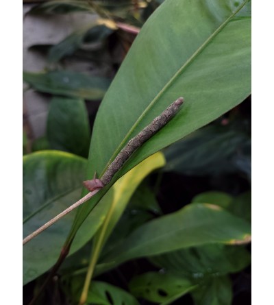 Anthurium gracilis 