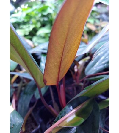 Philodendron erubescens RUBY RED 