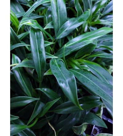 Philodendron Wend-Imbe 