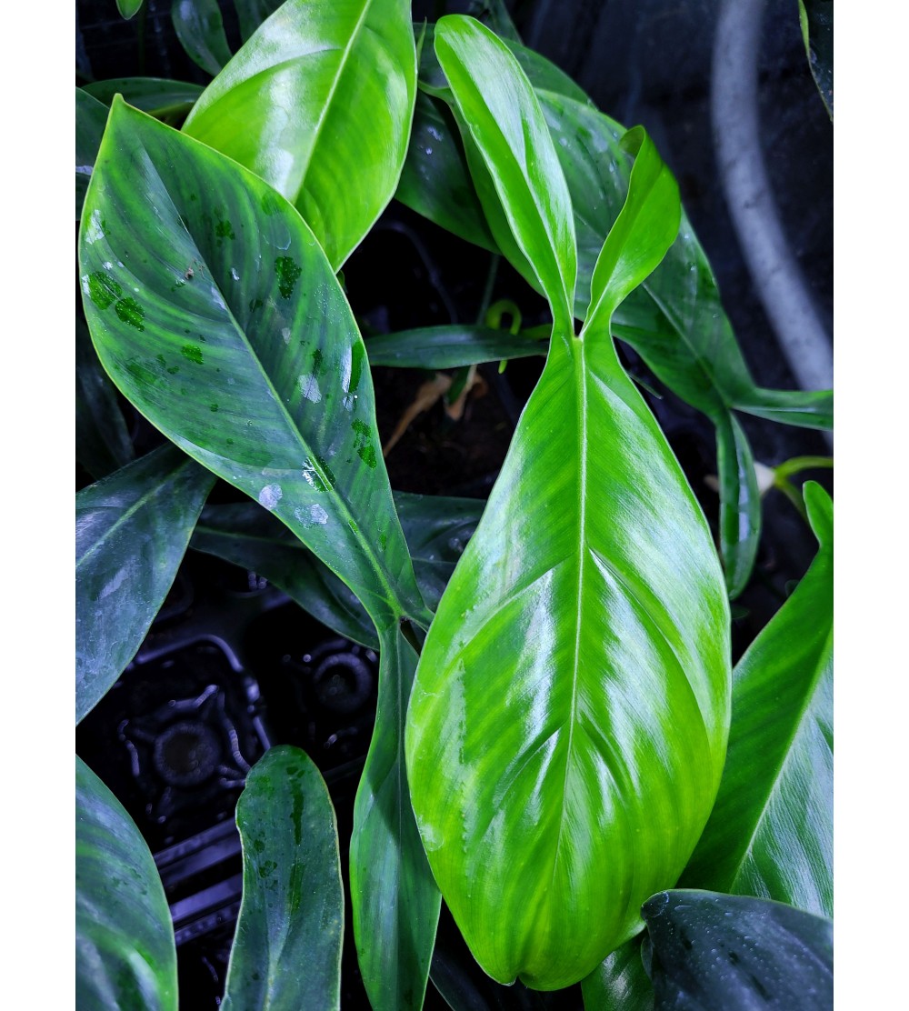 Philodendron 69686 