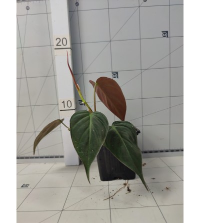 Philodendron hederaceum var. hederaceum WILD FORM 
