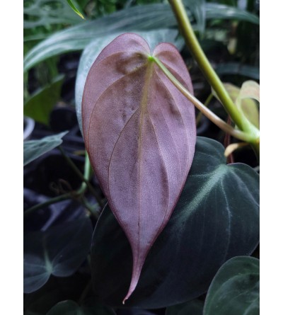 Philodendron hederaceum var. hederaceum WILD FORM 