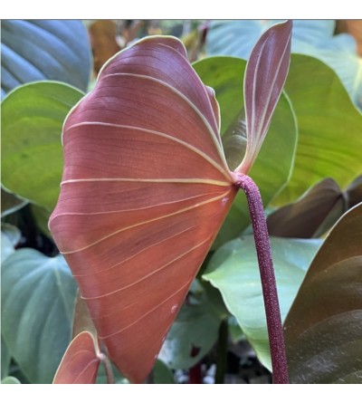 Philodendron lynamii D 6 