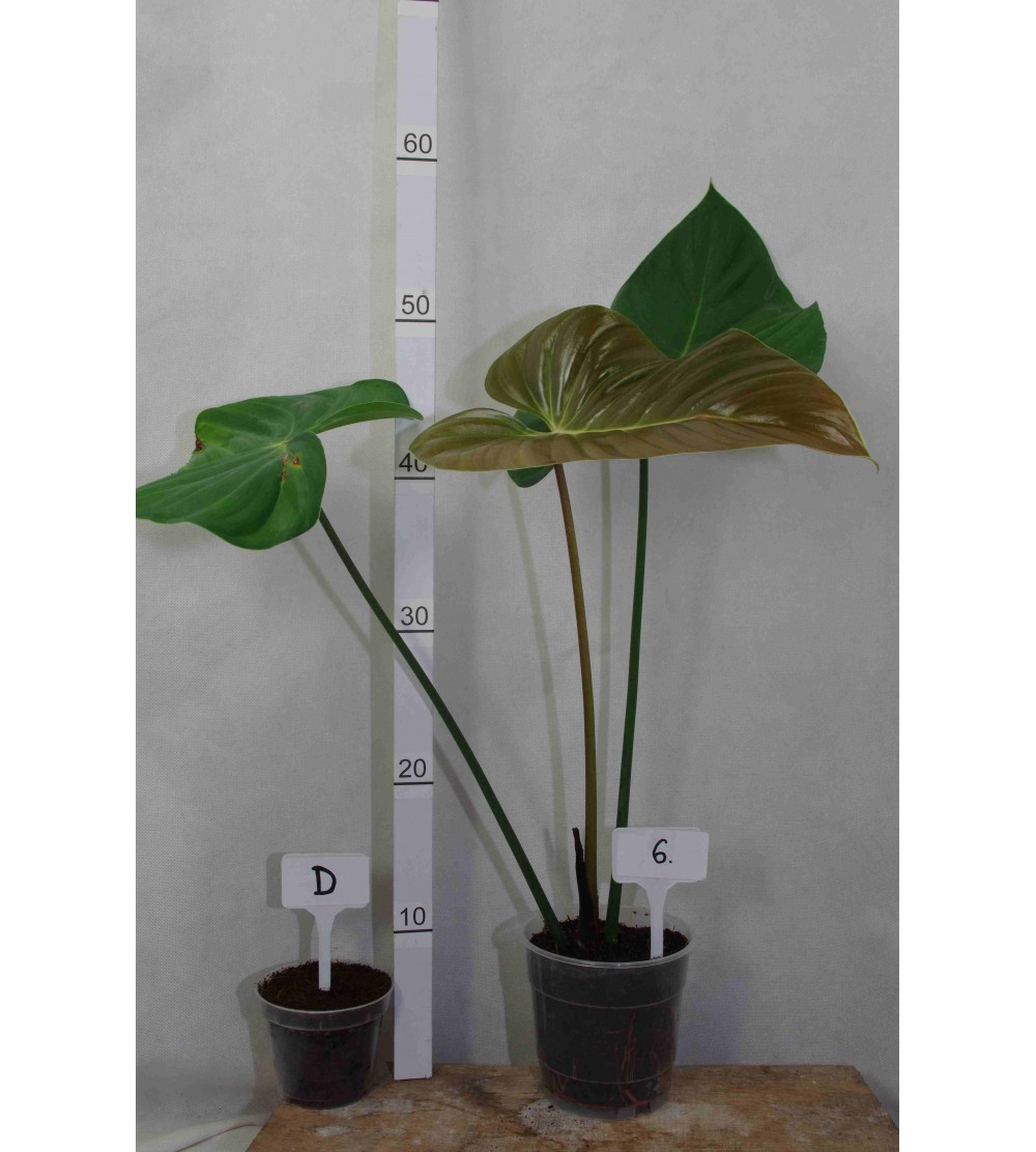 Philodendron lynamii D 6 