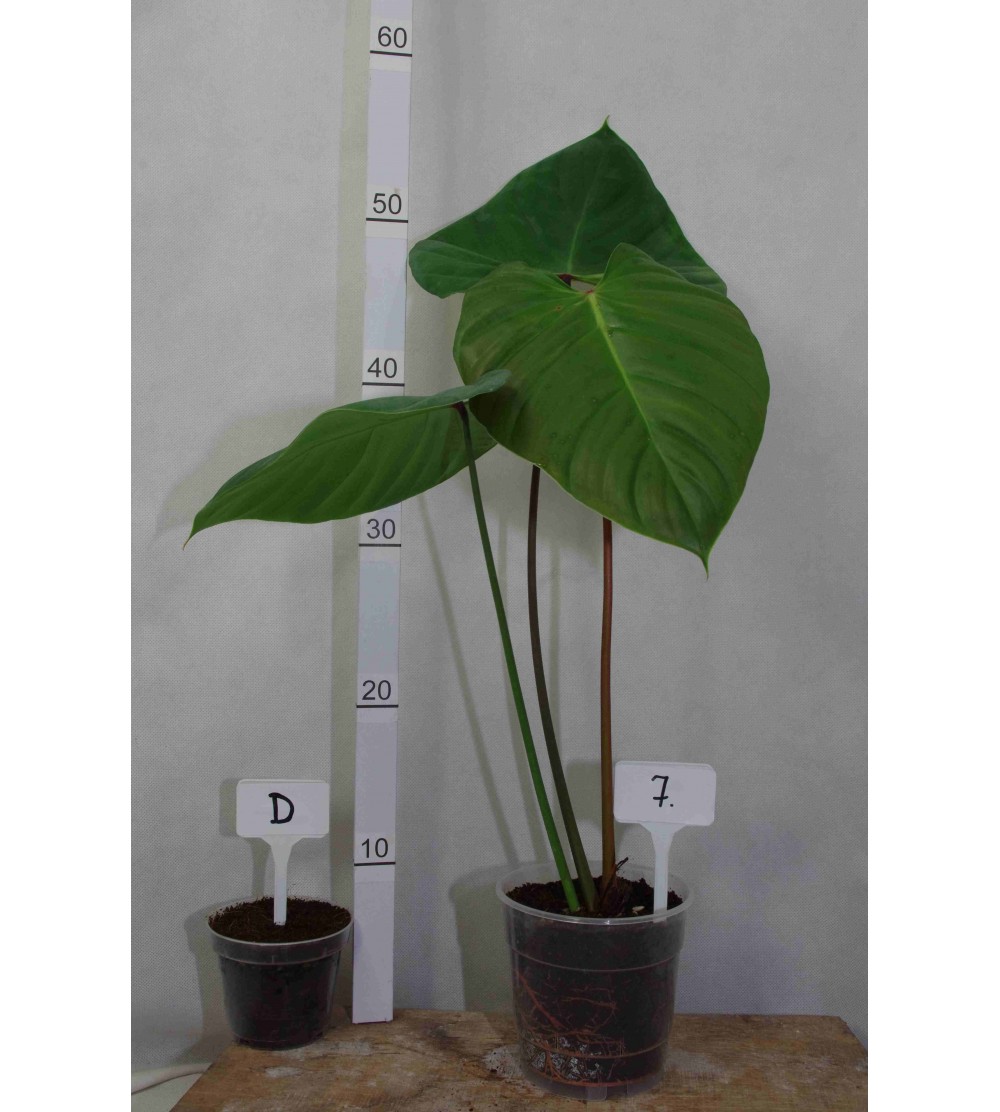 Philodendron lynamii D 7 