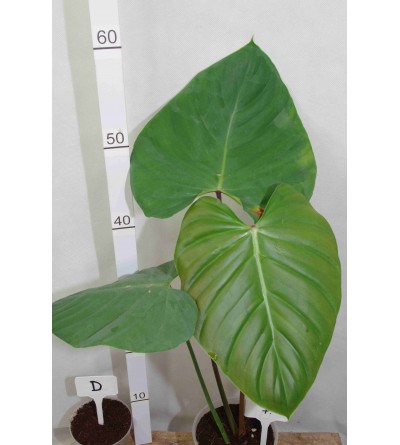 Philodendron lynamii D 7 