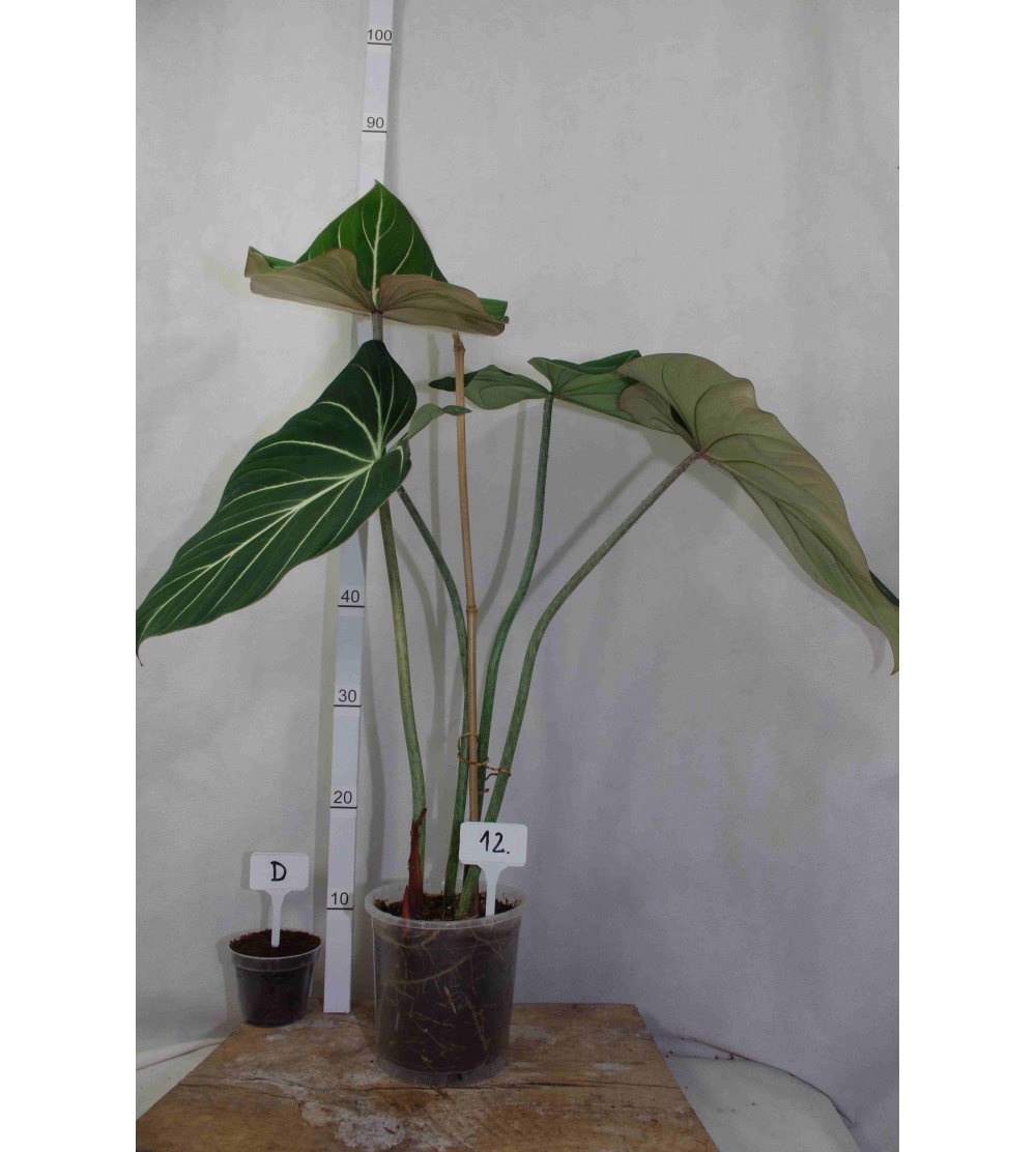Philodendron gloriosum PINK BACK D 12 