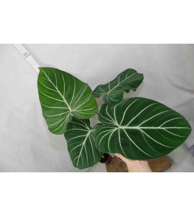 Philodendron gloriosum PINK BACK D 12 