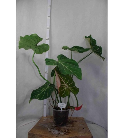 Philodendron gloriosum PINK BACK D 26 