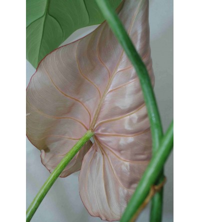 Philodendron gloriosum PINK BACK D 26 