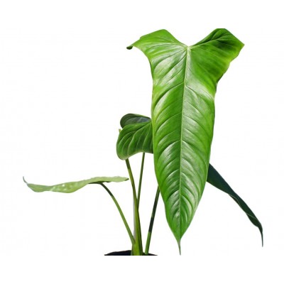 Philodendron sharoniae GOAT