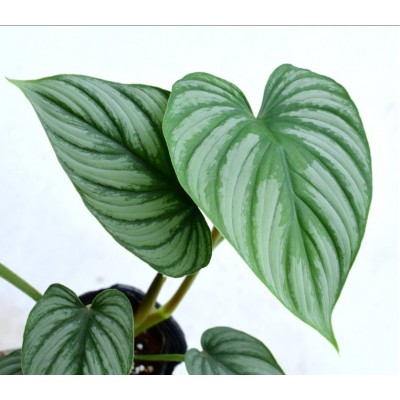 Philodendron mamei SILVER